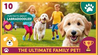 10 Fun Facts About Labradoodles The Ultimate Family Companion labradoodlefacts [upl. by Alyose]