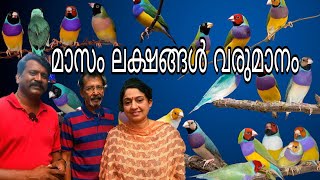 മാസം ഒരു ലക്ഷം വരുമാനം കുഞ്ഞൻ കിളികൾ Finches Breeding Malayalam [upl. by Yrod]