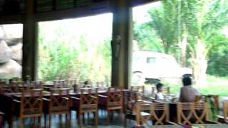 Breakfast with the Lions at Tsavo Lion Restaurant Bali  23 Jun 2010 [upl. by Alcott132]