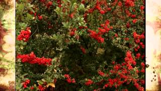 Pyracantha [upl. by Neelyam]