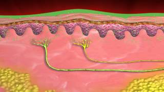 The Science Behind Biofreeze Pain Reliever Best For Arthritis [upl. by Bluh265]