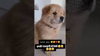 Love dog 🐕🐕🐶 song music love lovesong tamil doglover lovesongs cute musiclove [upl. by Chesna]