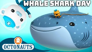 ​Octonauts  🐋 Happy International Whale Shark Day 🦈  60 Mins Compilation [upl. by Carney416]