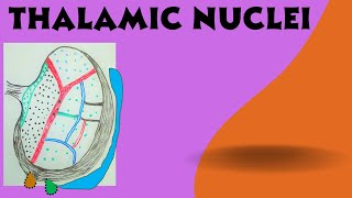 Thalamic Nuclei   Diencephalon Part 1b [upl. by Soraya940]