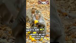 Monkey Business Unveiling Natures Clever Primates monkey wildlife nature animals shorts [upl. by Ardua497]