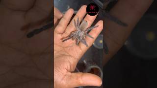 Handling old world tarantula bluebaboon  Indian tarantula keeping [upl. by Eelrebma315]