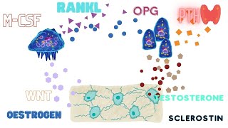 The Bone Cells  Osteoclasts Osteoblasts Osteocytes [upl. by Fachanan619]