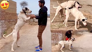 Larai Ky Baad Bully Dog Ki Malish Or Nahla Diya😍 [upl. by Holcomb]