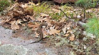 Massasauga Rattlesnake at Georgian Bay Ontario Canada [upl. by Annazor]