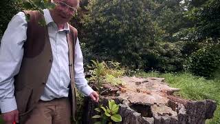 Unusual Natural Regeneration in rotting tree stump [upl. by Canning]