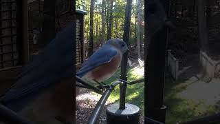 Beautiful Eastern Bluebird at the Feeder  Backyard Birdwatching [upl. by Alegre]