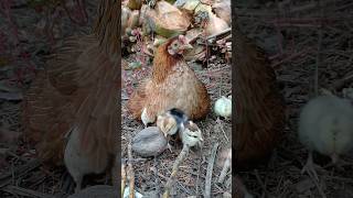 Ammayum kunjungalum shorts chicks hatched kozhivalarthal nadankozhi [upl. by Beeson]