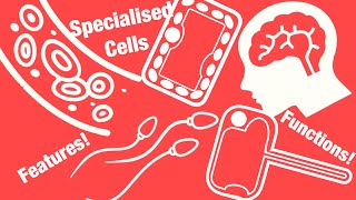 IGCSE Biology  Specialised Cells [upl. by Willard]