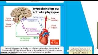 Le contrôle de la fréquence cardiaque et la régulation de la pression artérielle [upl. by London]