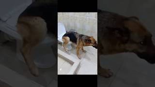 Pero Mortadelo🤣🤣🐶🐶 viralvideo tendencias humor comedy dog mascotas [upl. by Gerda]