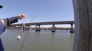 Coastal Fishing Eastern North Carolina Close to Morehead City and Beaufort on a Free pier [upl. by Ruelle]