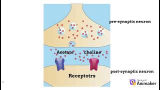 Acetylcholinesterase enzyme  A brief overview [upl. by Eenimod]