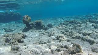 Snorkeling Frangokastello Crete 201808 [upl. by Gerc714]