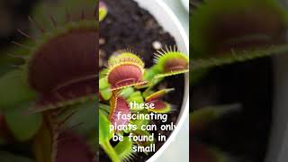 Inside the World of Venus Flytraps [upl. by Keating]