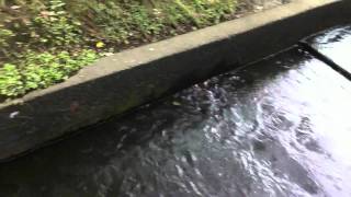 Seaham Weir  Fishway Fish Ladder [upl. by Airtap]