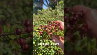 Chilean guava Ugni molinae favorite fruit of Queen Victoria [upl. by Reltuc]