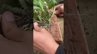 cleaning roots before grafting dendrobium plants short [upl. by Vasilis]