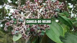 Caneladevelho Miconia albicans [upl. by Ahseyi330]