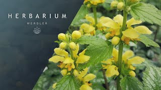 Lamium galeobdolon  Yellow archangel [upl. by Yreffej]