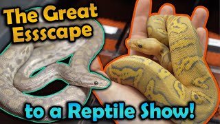 We Ditch Class to go to the Oklahoma City Reptile Show [upl. by Tatiana]