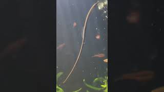 Pipefish in Planted Aquarium [upl. by Cerveny]