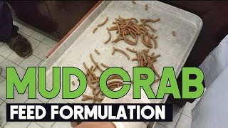 Feed Formulation for Mud Crab Scylla Serrata Aquaculture  Aquaculture Technology [upl. by Oza26]