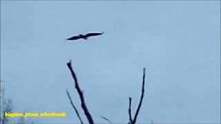 Orzeł Bielik White tailed eagle Zalew włocławski Włocławek 20 10 2024 [upl. by Gamali]