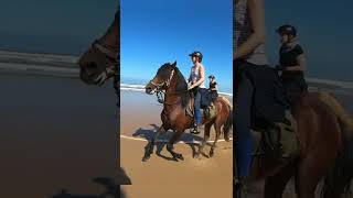 Chevaux qui galopent sur la plage 🤩 en randonnée entre Agadir et Essaouira au Maroc  Amazir Cheval [upl. by Canon897]