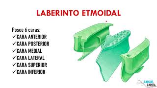 Anatomía  Etmoides ¡ACTUALIZADO Crista Galli Lámina Horizontal Laberinto Etmoidal [upl. by La Verne]