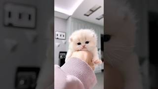 The Surprising Truth About Kitten Behavior Nobody Tells You💕😻cat pets kitten cute [upl. by Ventre]