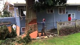 Awesome slow motion tree felling removal [upl. by Enilamme]