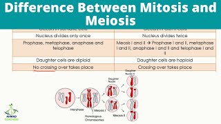 Difference Between Mitosis and Meiosis  Cell Cycle [upl. by Libb6]