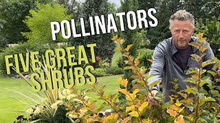 Five Beautiful Shrubs That Attract Pollinators [upl. by Siblee]