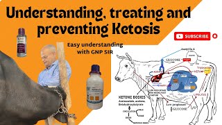 Uncovering the Secret to Curing Cattle amp Buffalo Ketosis [upl. by Wallford]