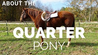 About the The Quarter Pony  US Horse Breeds  DiscoverTheHorse [upl. by Pathe]