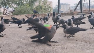 birds Attacked Angry Crows Sounds Wild Crows Fight Crow Anger amp Sound The Crows Family Feeding [upl. by Anilorak]