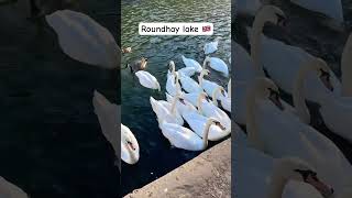 Roundhay lake 🇬🇧 2024 summervibes leeds [upl. by Brigida]