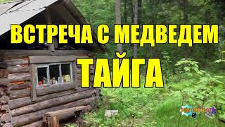 ВСТРЕЧА С МЕДВЕДЕМ  ТРИ СЛУЧАЯ В ТАЙГЕ [upl. by Reemas177]