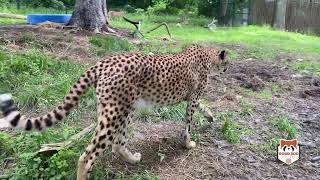 Oglebay Good Zoo  Cheetah Care [upl. by Ylicec]