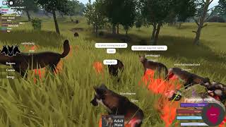 Cenozoic Survival Roblox Becoming Pack Leader in Big Dire Wolf Pack 33 [upl. by Kym244]