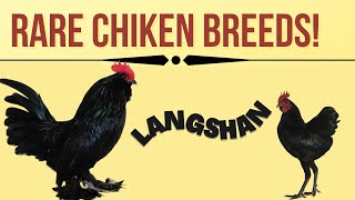 lanshan chickens ornamental Chinese chicken breed [upl. by Elorak598]