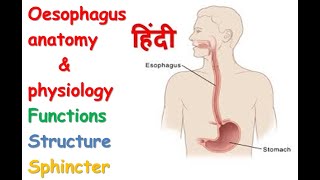 Oesophagus anatomy amp physiology in hindi  functions  structure  spinchcer [upl. by Anaig]