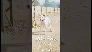 Top Quality Gultair Puppies  Talha Ghouri vlogs  border village secret  Ghouri farm house [upl. by Aivull575]