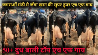 पशु मंडी जगराओं 23112023 Heavy milker cows for sale in pashu mandi jagraon cow video jbs video [upl. by Normi]