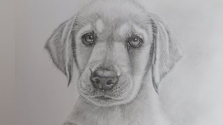 How To Draw A Dog From Number 662  How To Draw A Dog Easy Step By Step Cute  Drawing Tutorial [upl. by Anhsirk]